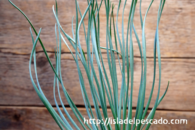 isla del pescado - Gethyllis grandiflora-ゲチリス・グランディフローラ