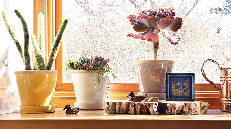 グロッシーポット｜多肉植物の鉢