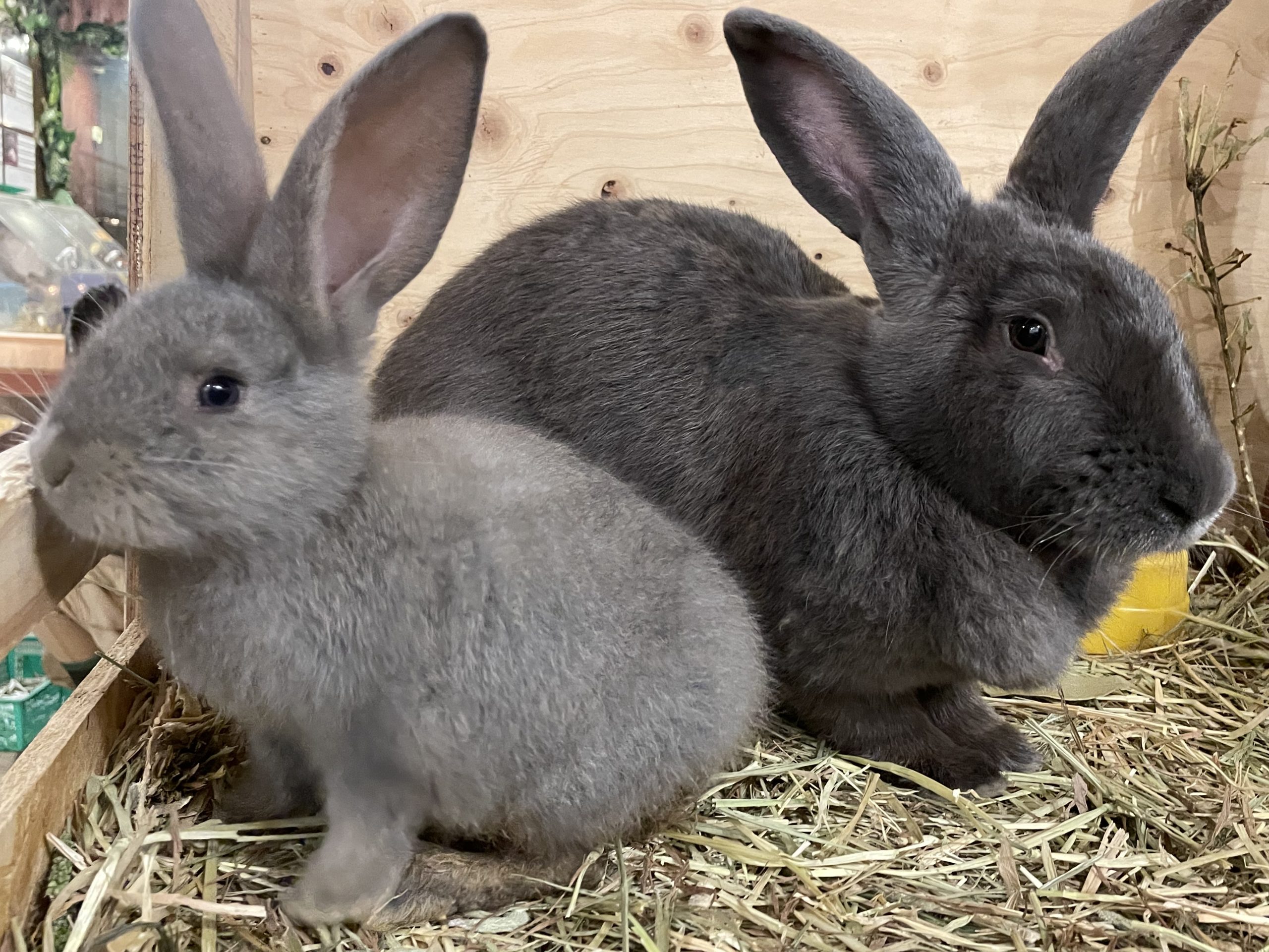 子うさぎ紹介🐰 | アニマルブログ動物 ＆ サボテンブログ | 伊豆