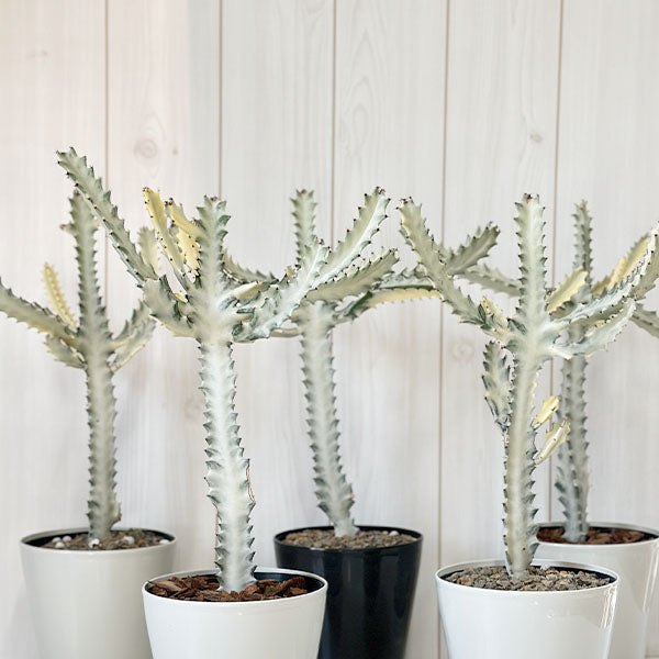 ホワイトゴーストの春の育て方｜成長期の水やり・日当たり管理のコツ