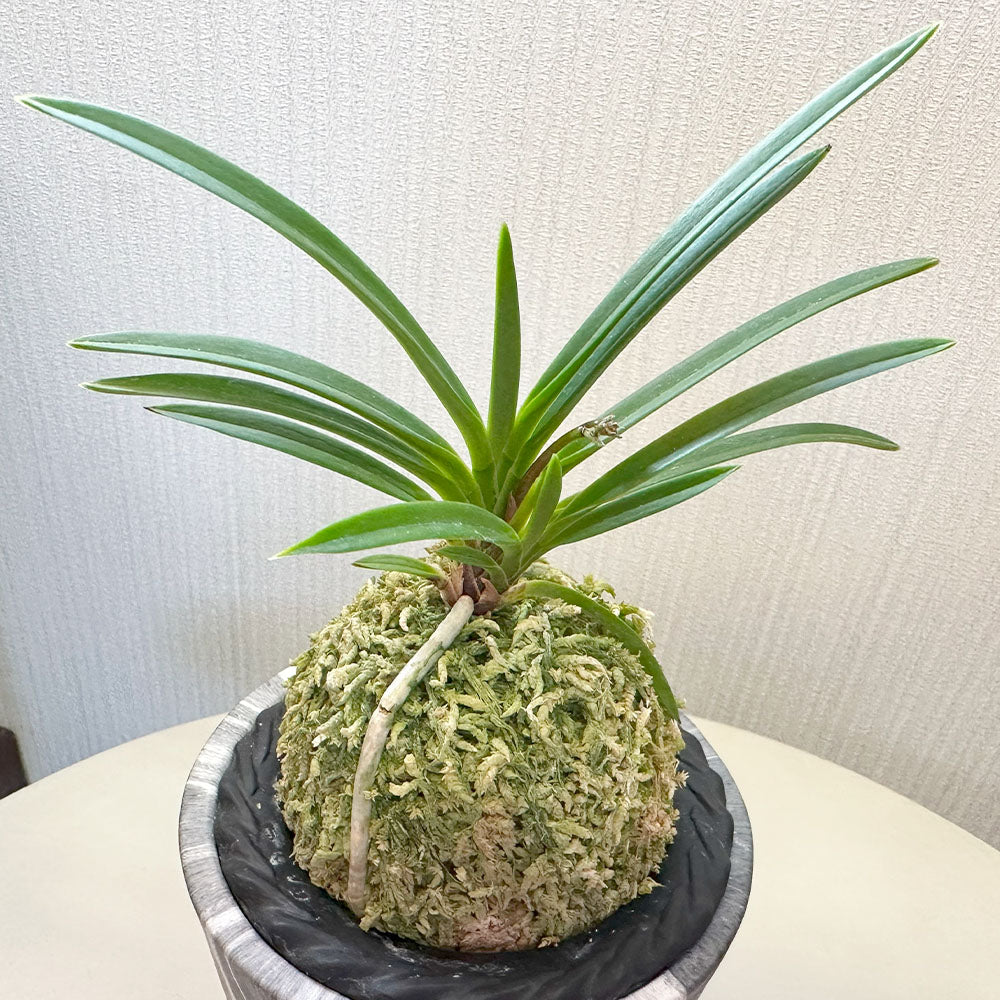 宝石のような観葉植物のお店 【Jewelry Plant】 富貴蘭 風蘭 蘭 グレー
