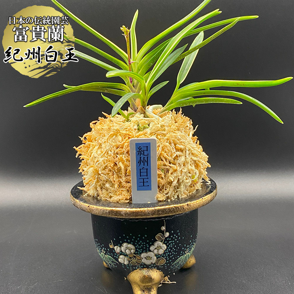 富貴蘭 風蘭 蘭 紀州白王 きしゅうはくおう 4本立 8320-A ウキラン