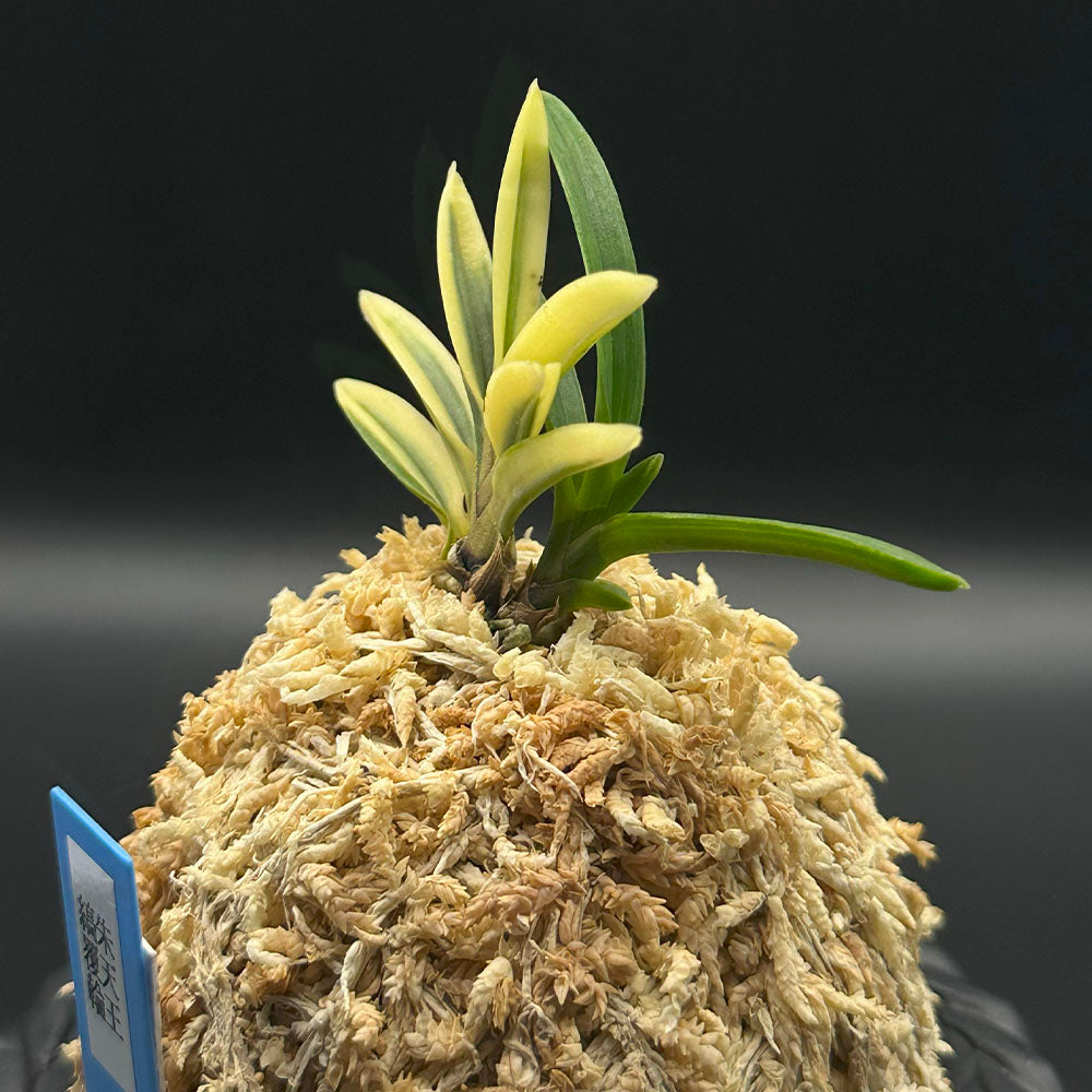 富貴蘭 風蘭 蘭 朱天王縞覆輪 しゅてんのうしまふくりん 2本立 【現品