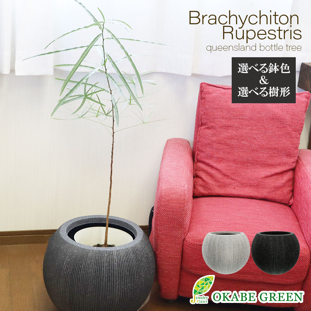 宝石のような観葉植物のお店 【Jewelry Plant】 ボトルツリー 7号