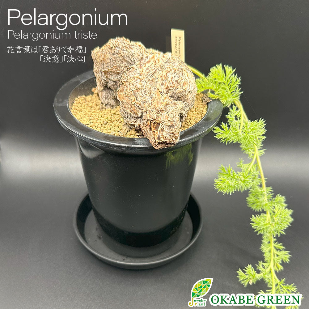 宝石のような観葉植物のお店 【Jewelry Plant】 ペラルゴニウム
