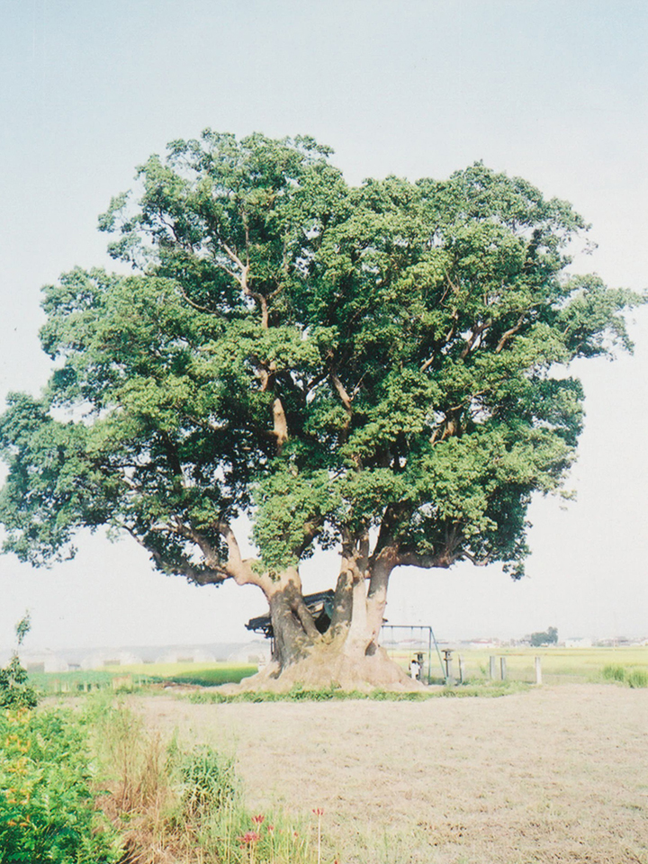 クスノキ ｜ 日本樹木医会