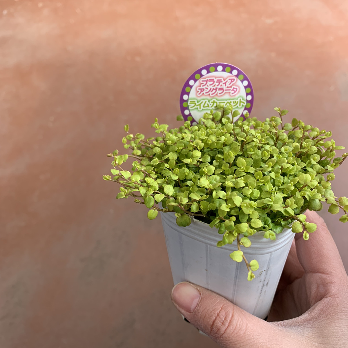 星型の花が可愛い プラティア ライムカーペット – 福井のフラワー