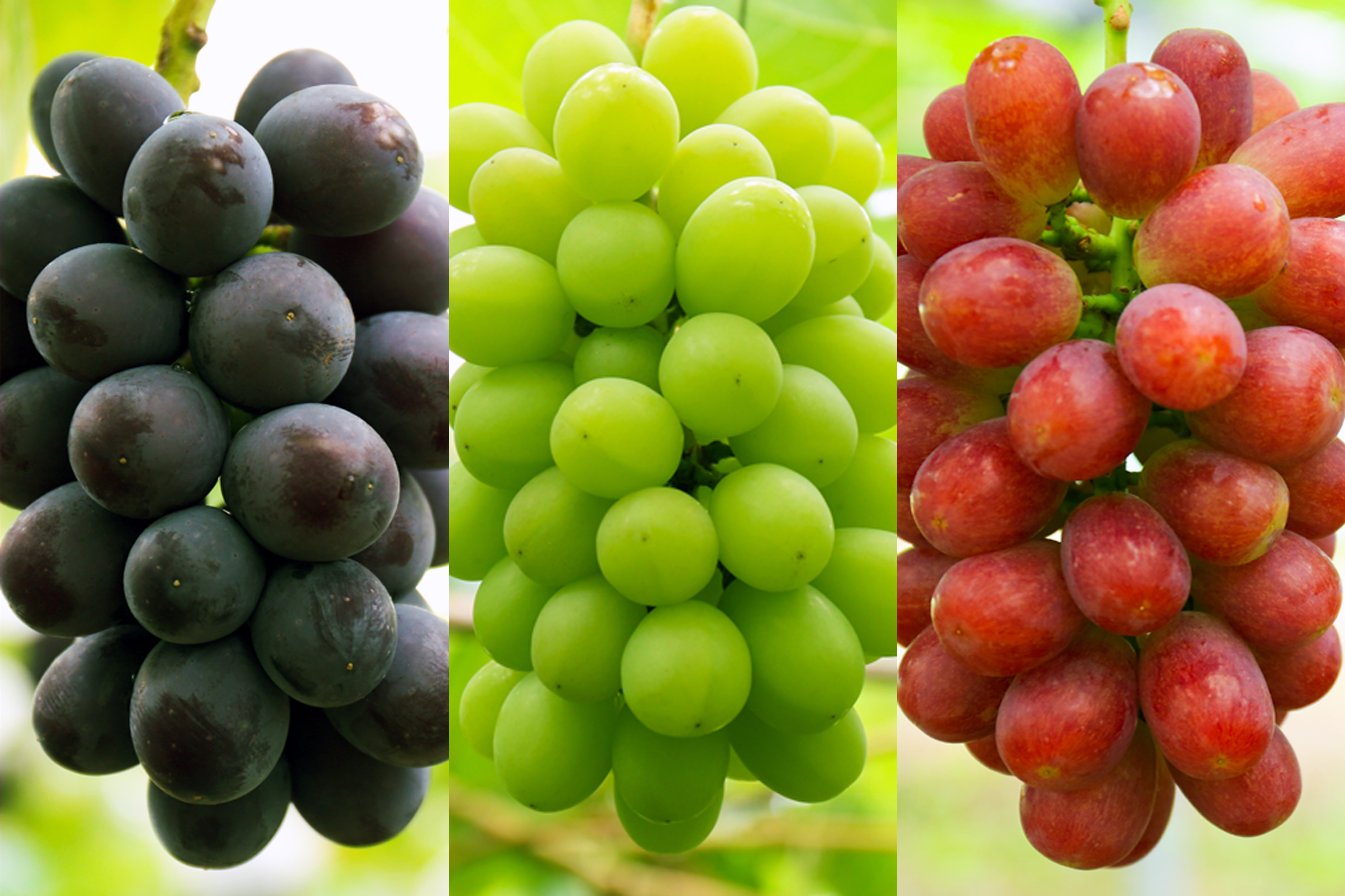 お任せ 大粒ブドウ3房詰め合わせ 秀 約1.5kg以上 箱入り 巨峰