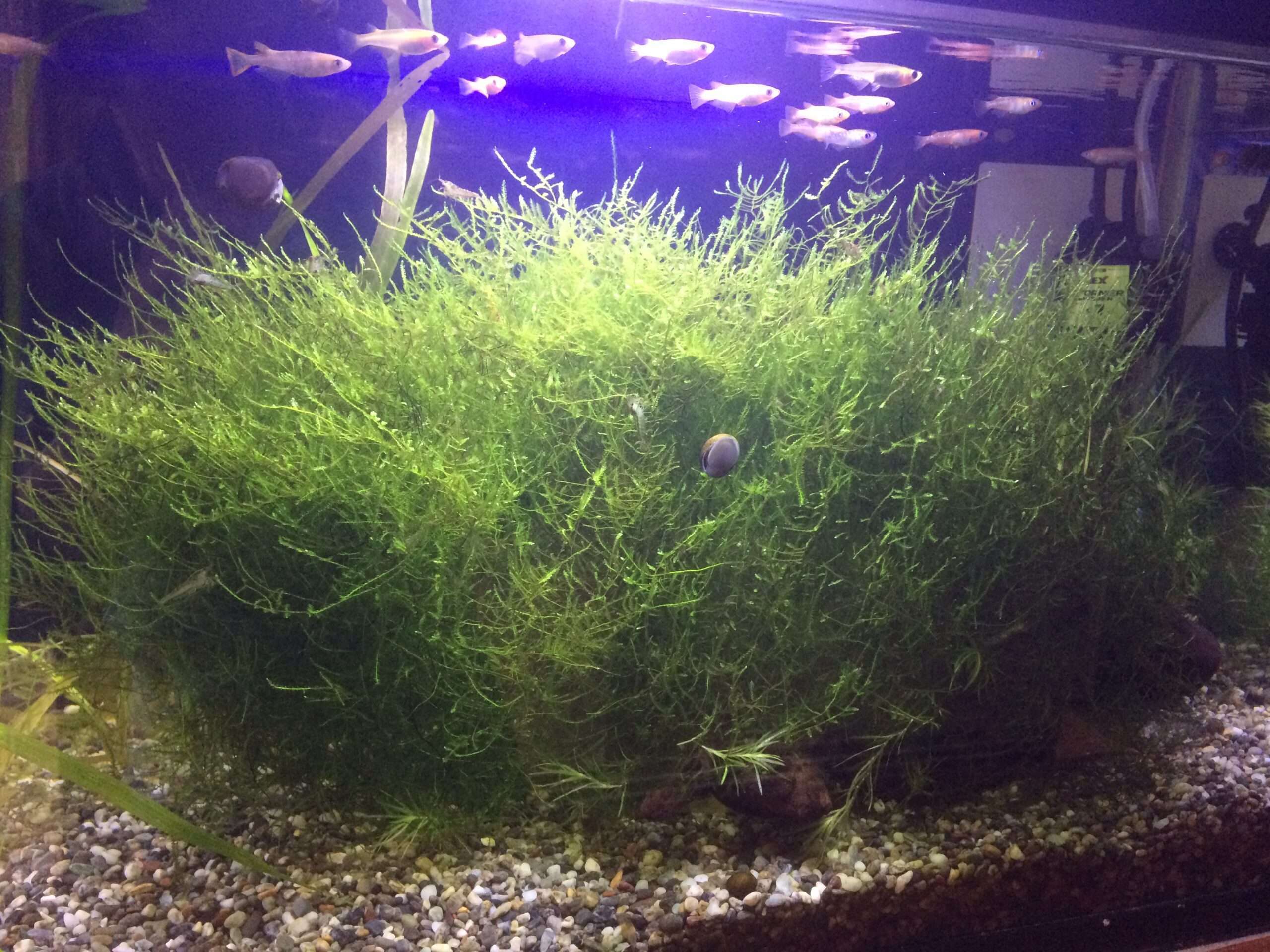 無加温、フィルターなしで屋外飼育中の低コスト環境と丈夫な魚を紹介