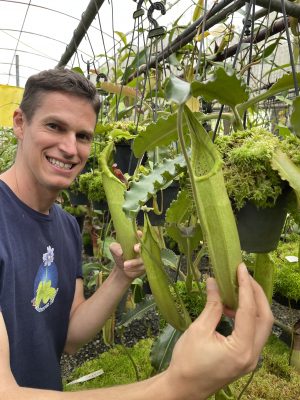 N. maxima – Sulawesi wavy-leaf – assorted clones: BE-4081 LARGE