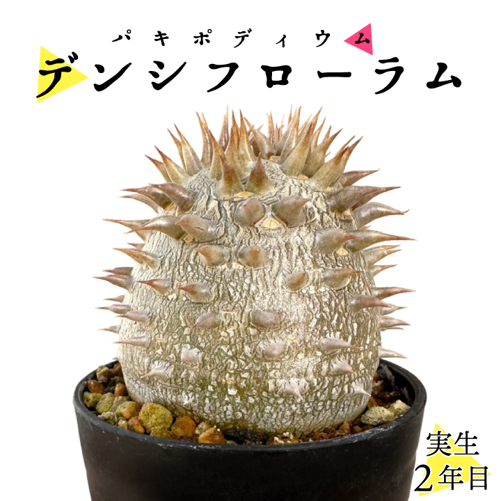 パキポディウム グラキリス 実生2年目 2.5号鉢 塊根植物 コーデクッス