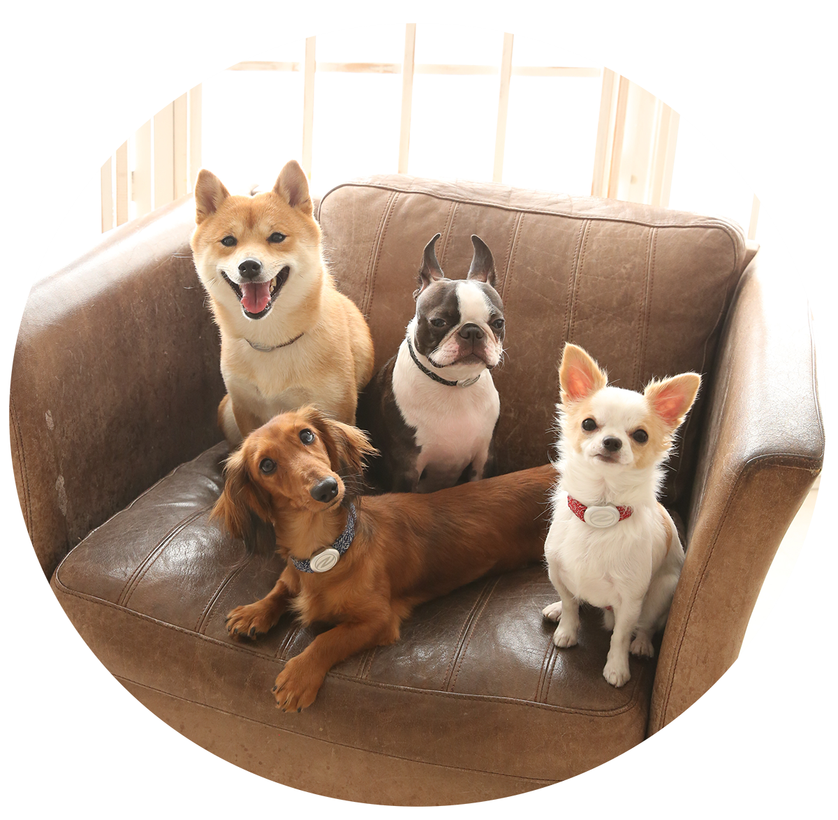 ザオラル・リカバリーαバンド - ザオラル・リカバリーαバンド