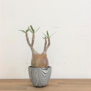 パキポディウム・グラキリス/盆栽、多肉植物、塊根植物、観葉植物通販