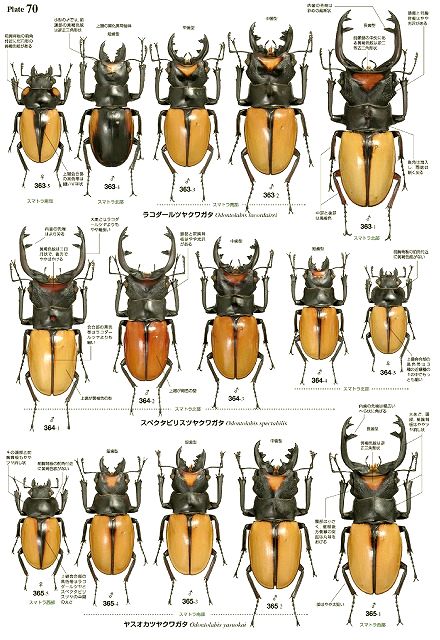 世界のクワガタムシ大図鑑 -むし社- ◇即納 送料無料