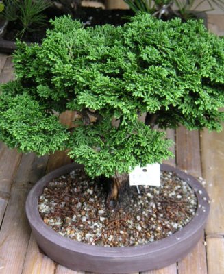 津山檜と石化檜