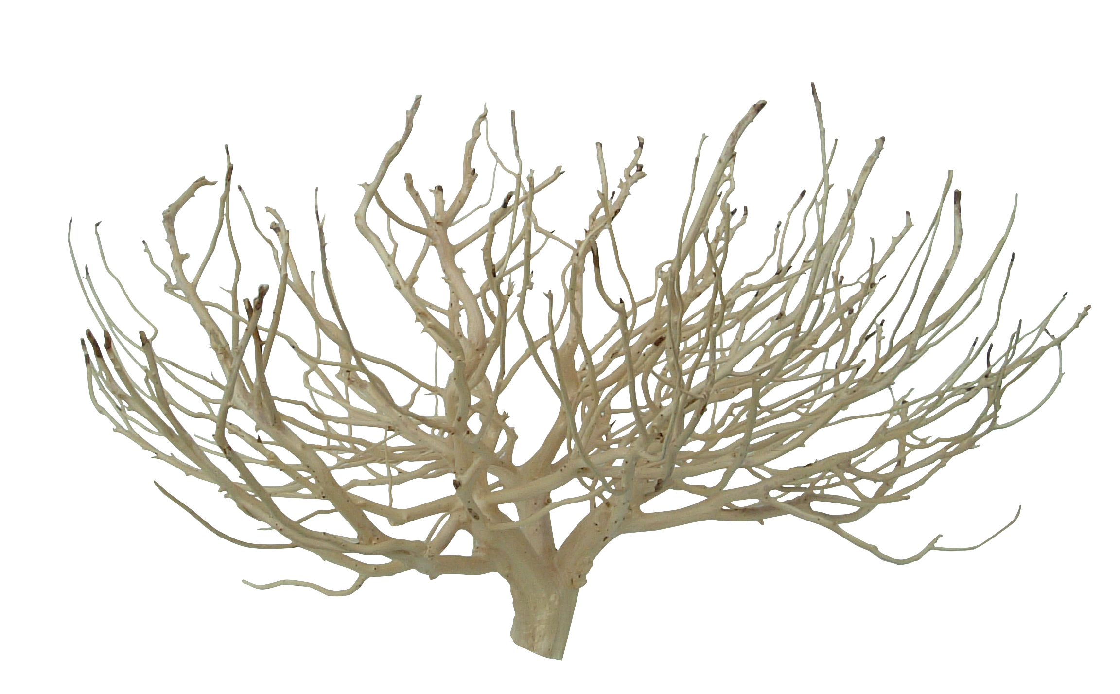 通販】白樺・枝・丸太などの自然素材｜店舗ディスプレイをおしゃれに