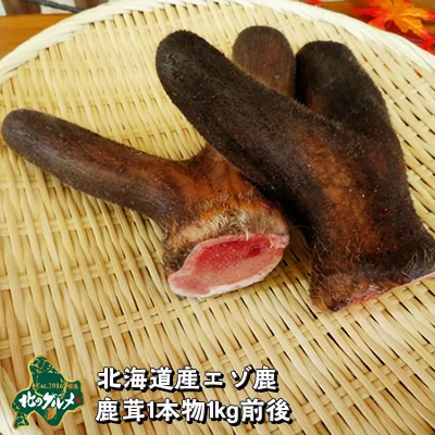 北海道産の天然素材、鹿の袋角（鹿茸）です。春の鹿の生え変わり時期に