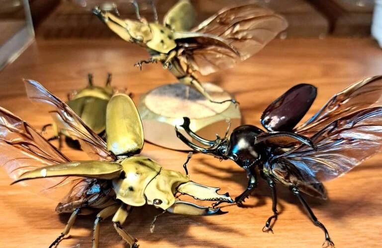 昆虫標本の通販を行なっております