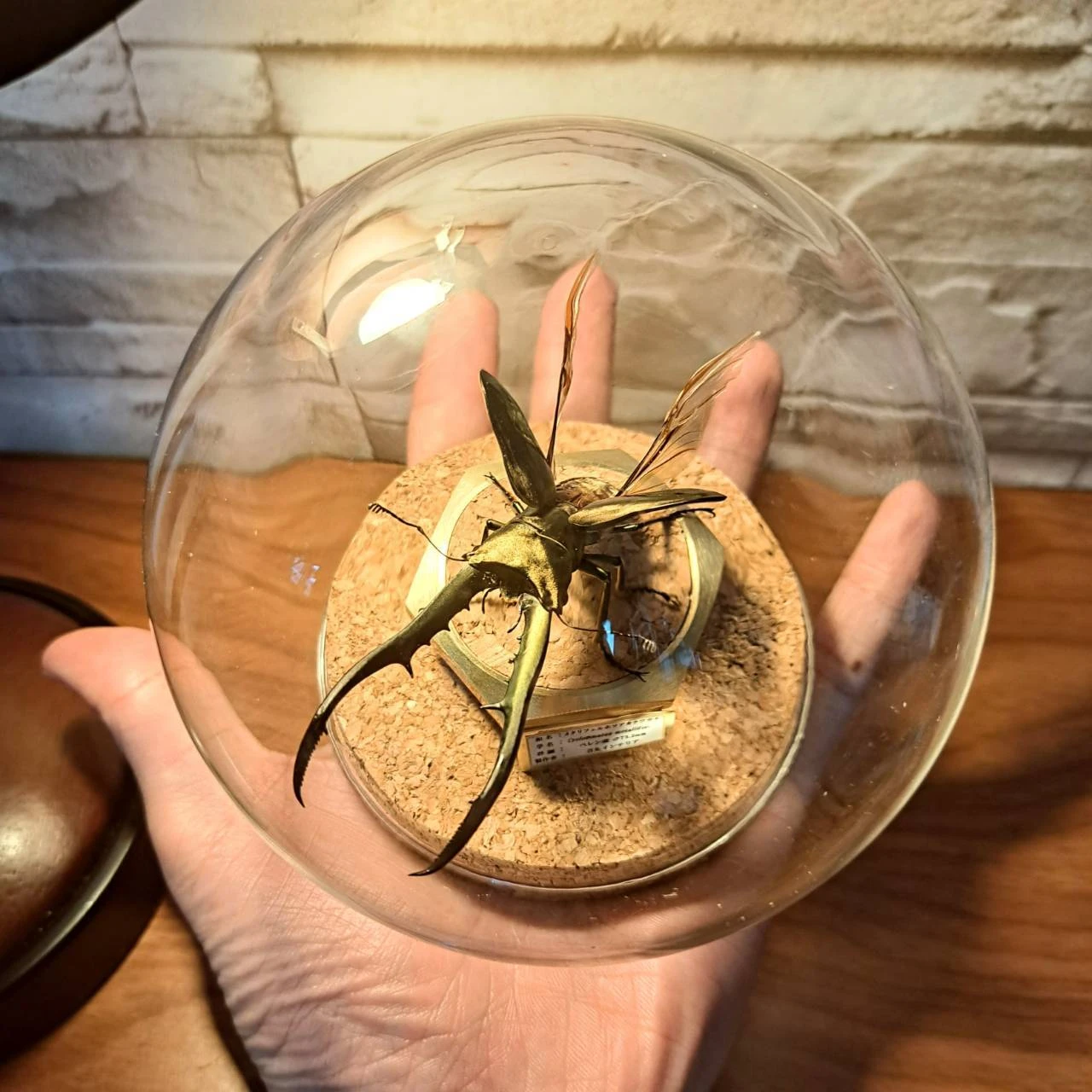 奇跡の輝き、美しい昆虫標本の世界へ