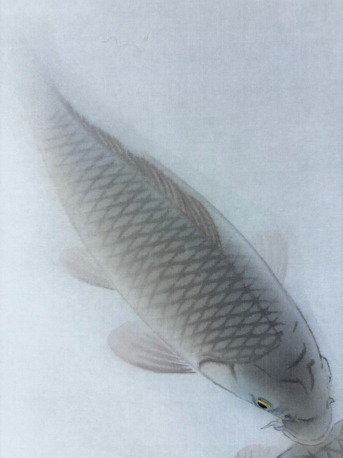 掛軸 伊藤素軒 鯉 木箱 月上 水 3-4 掛軸 伊藤素軒 鯉 木箱 月上 水 3