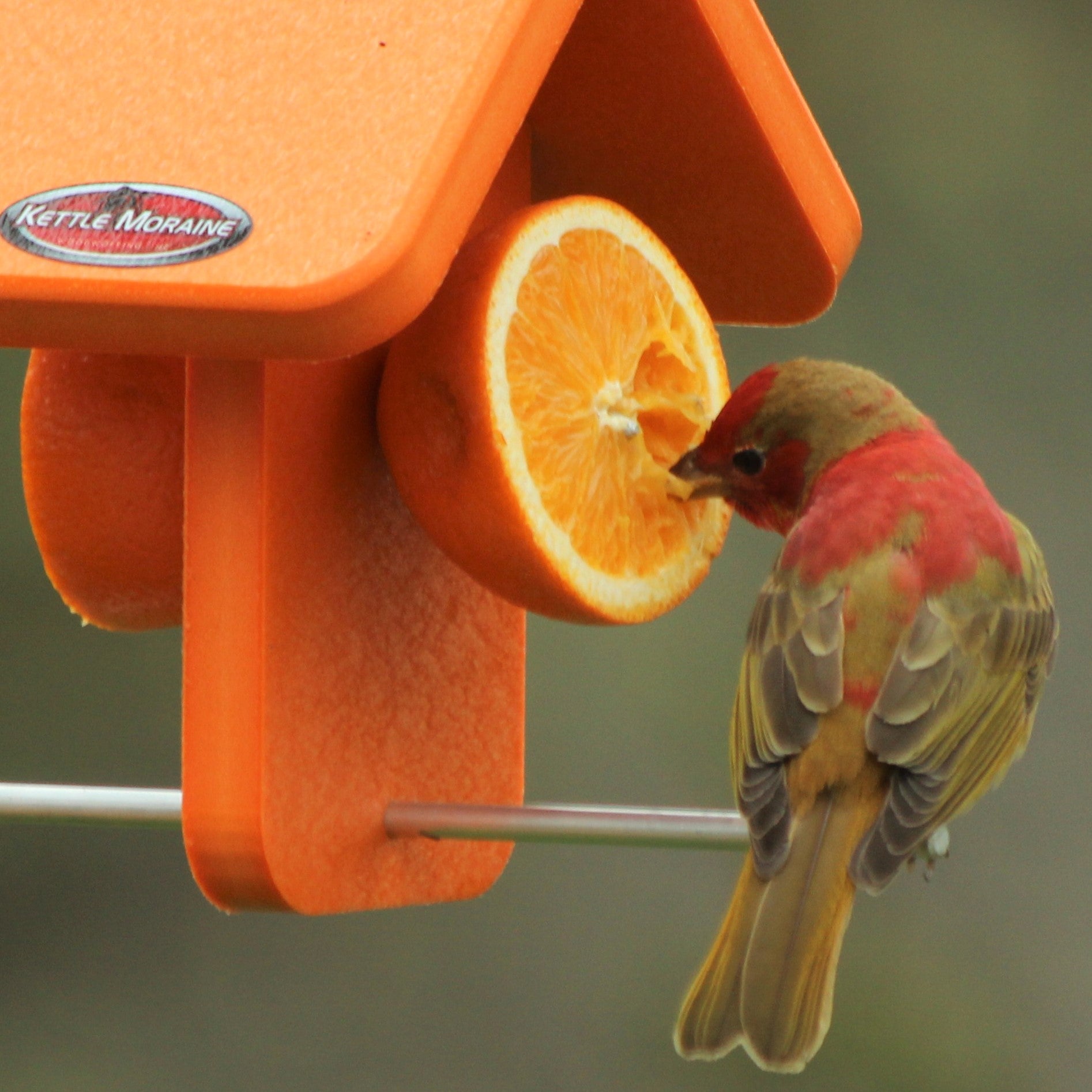 Recycled Orange Oriole Fruit Feeder (Single) – Kettle Moraine