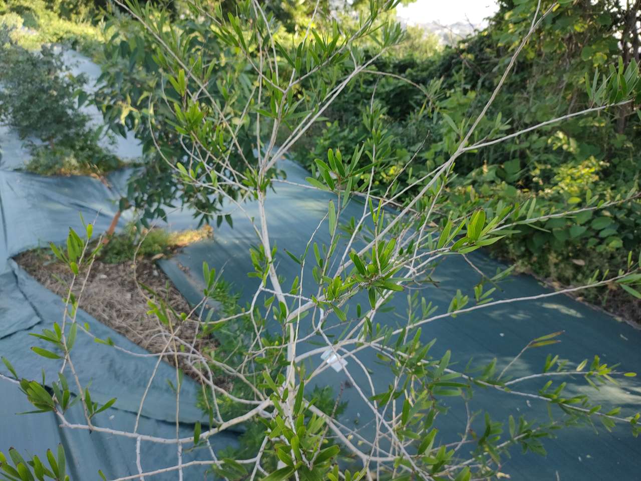 アカシア・コンフューサ (相思樹 ソウシジュ) – 育つ様子や育成例の