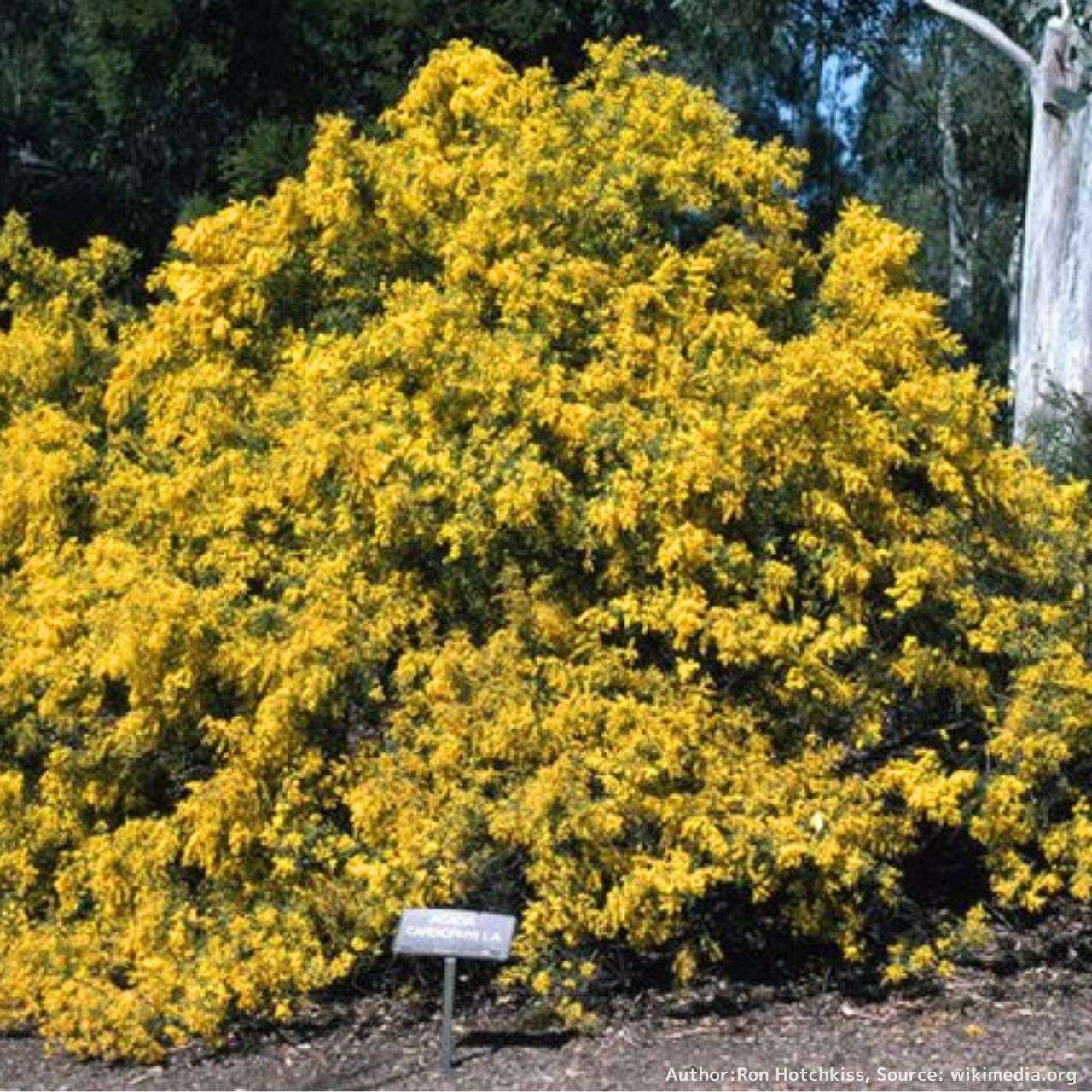 アカシア（ミモザ）種子 一覧 | KUGEL