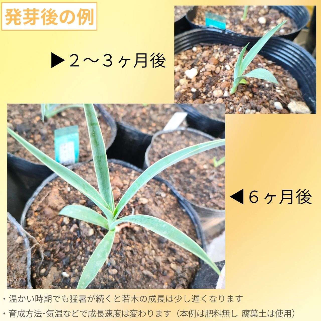 バナナユッカ (ユッカ・バッカタ) – 取り扱い植物の説明と育て方