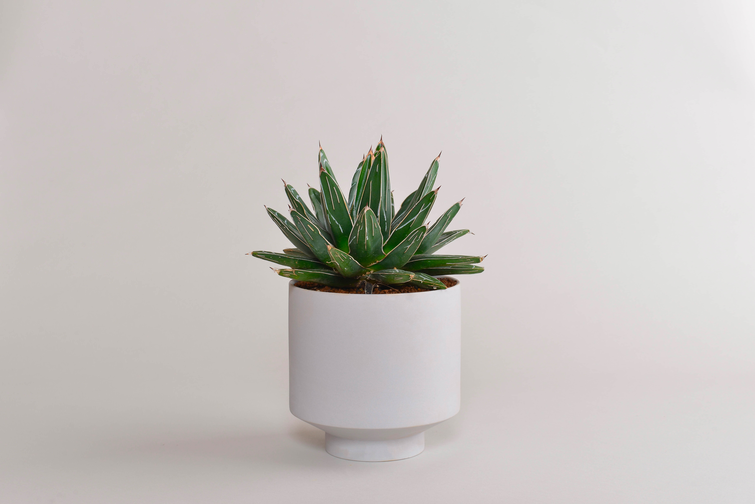 アガベ｜ヴィクトリア レジーナ【笹の雪】 – 草物語｜公式ウェブサイト