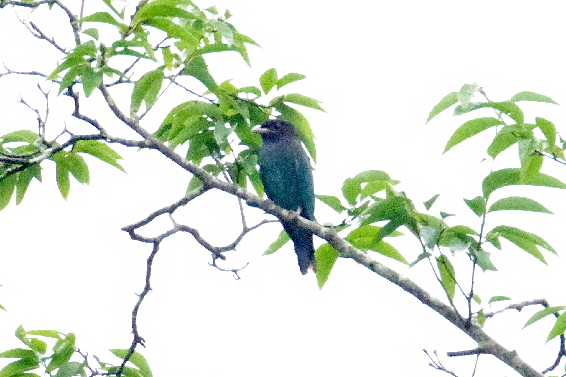 2022年 絶滅危惧種や希少種の繁殖状況 結果報告ブッポウソウの繁殖！他