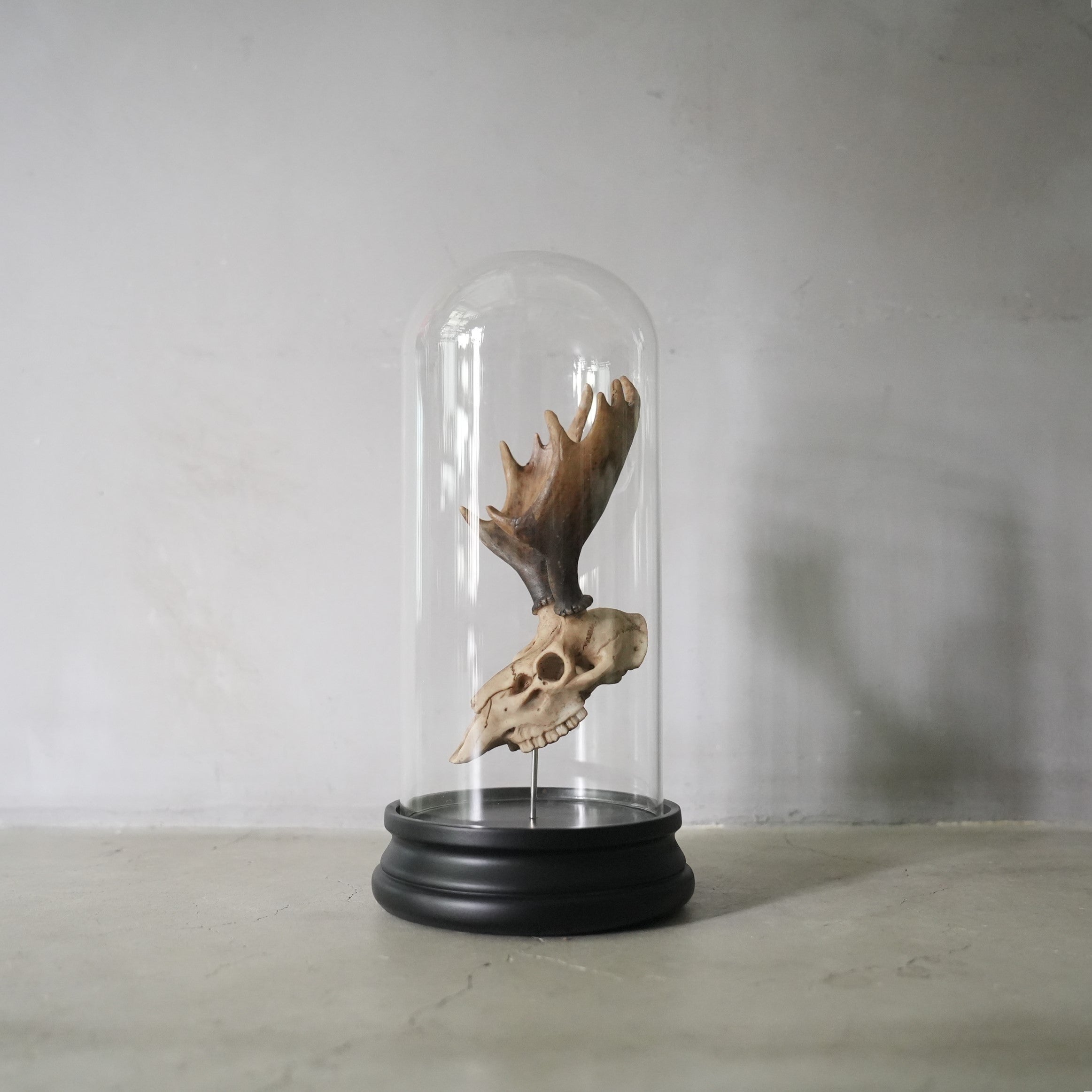 Deer Skull Object