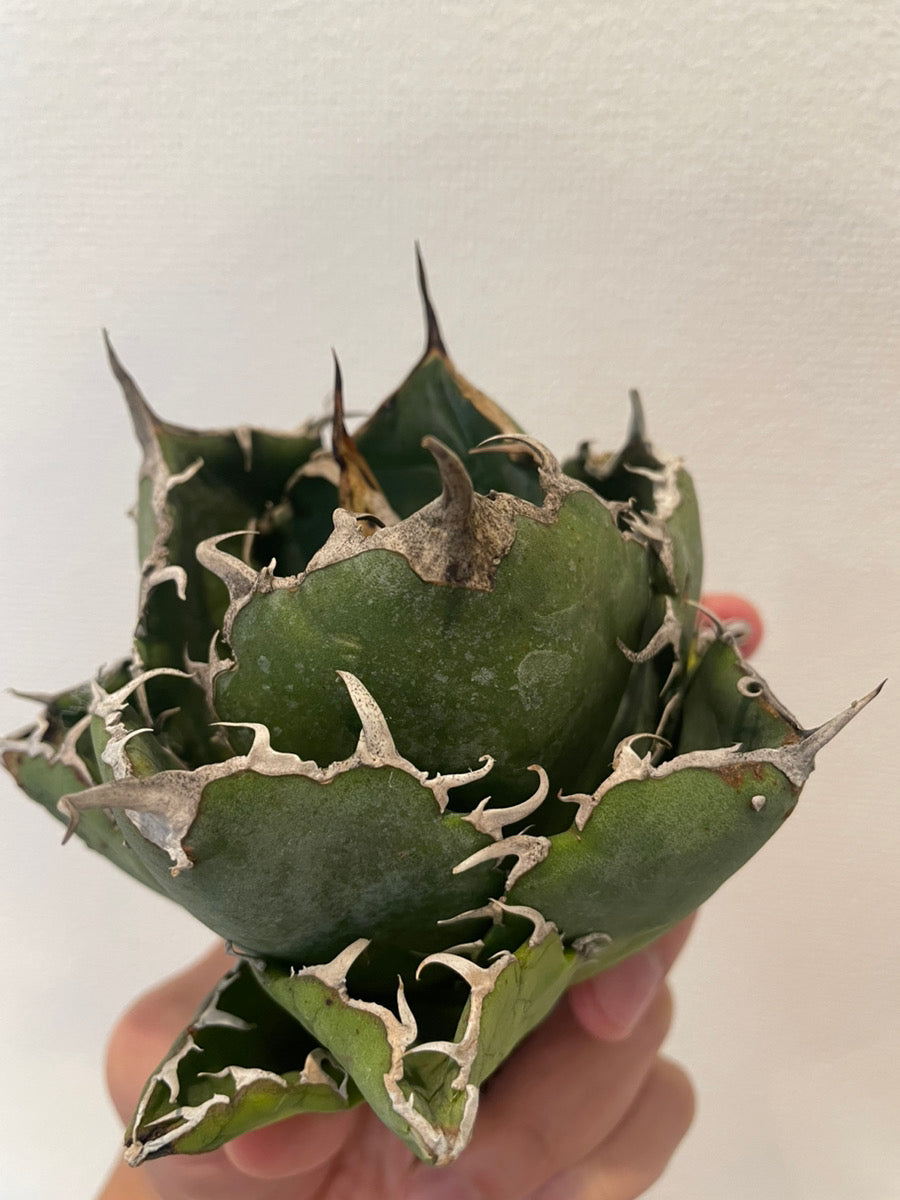 通販】アガベ チタノタ 白鯨 強棘 特選株を限定販売｜青緑の美しい