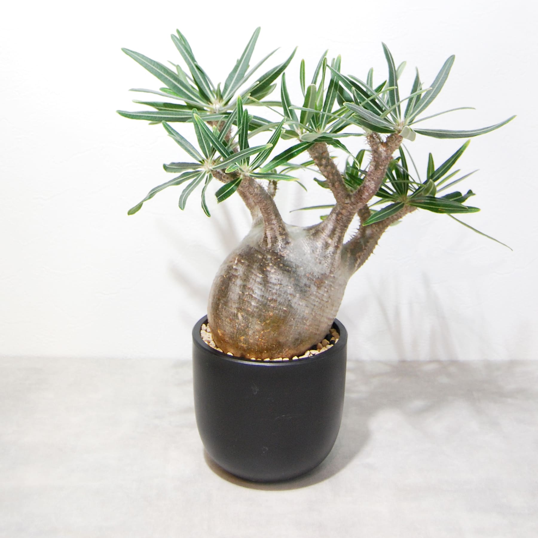 パキポディウム・グラキリス（グラキリウス）002 – linkplants -リンク