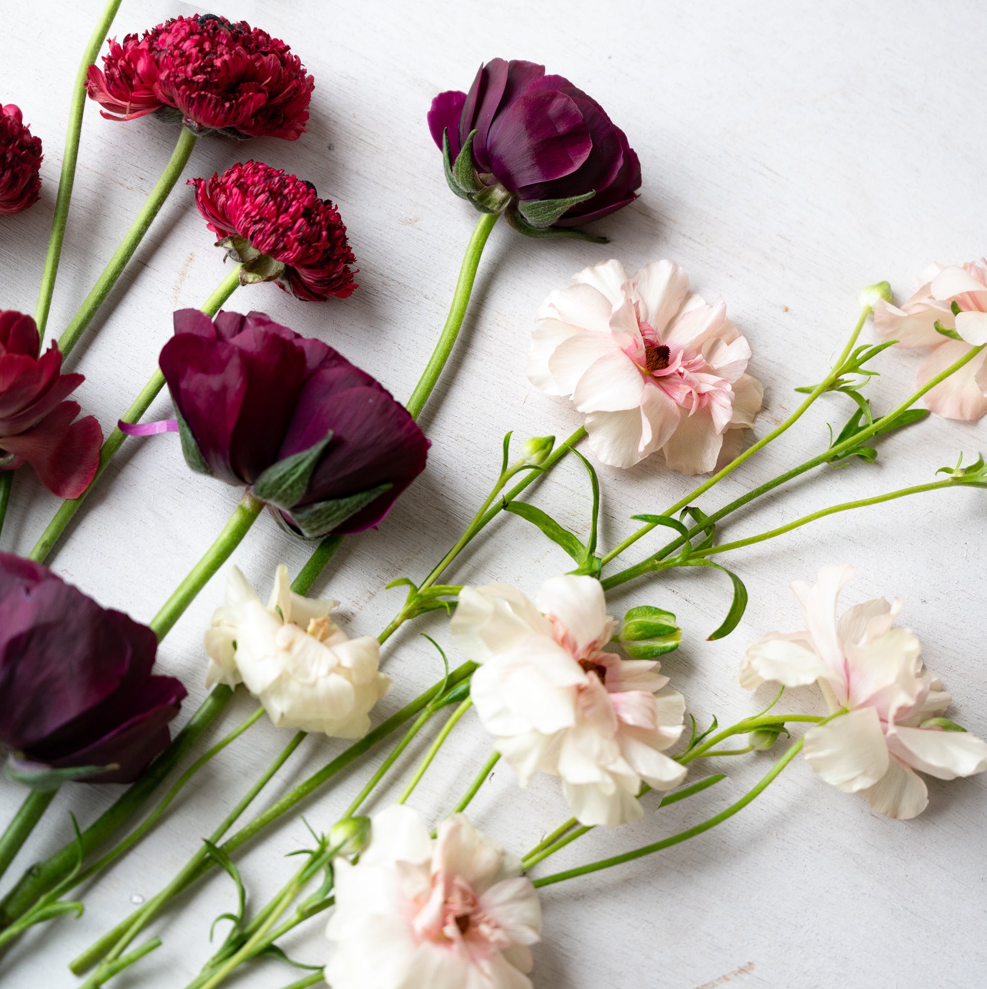 ラナンキュラスの花束 S – LIFFT