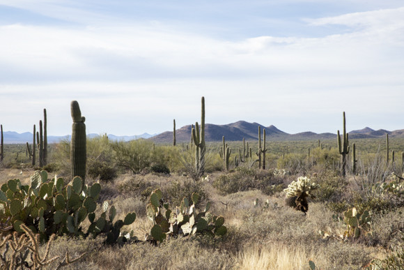 アスティエ・ド・ヴィラット、初の香水はツーソン。｜Paris