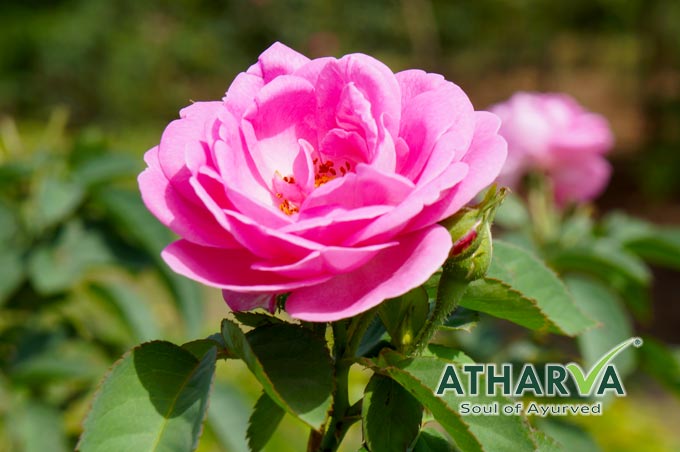 無農薬栽培ローズ花弁粉末ローザセンティフォリア