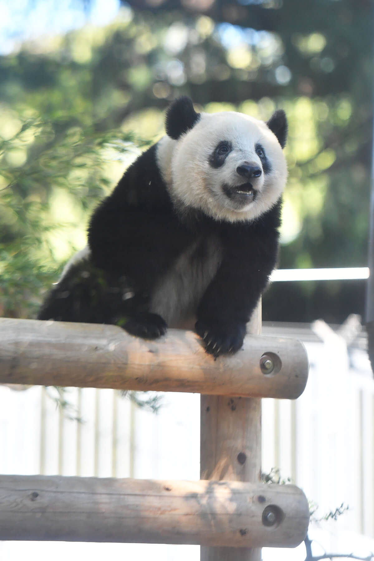 今日のパンダ（2266日目）