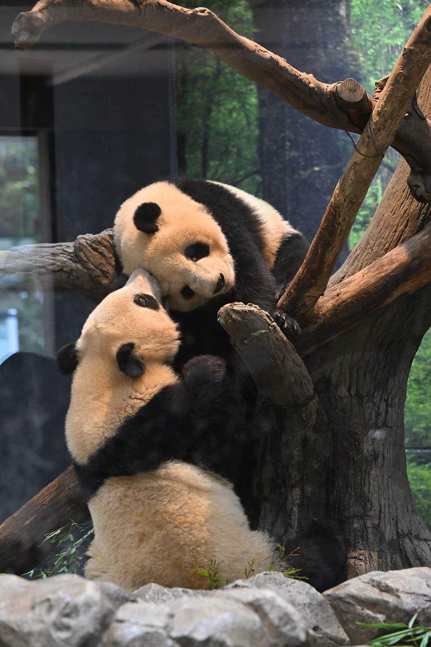 今日のパンダ（3148日目）