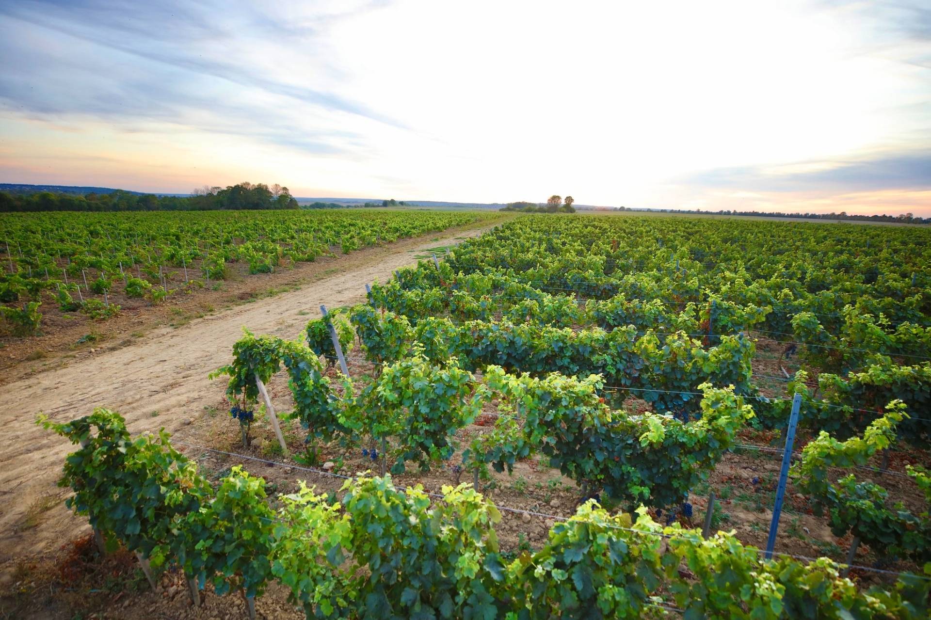フランスのブドウ園をご覧ください-最高のワイン体験を見つけましょう