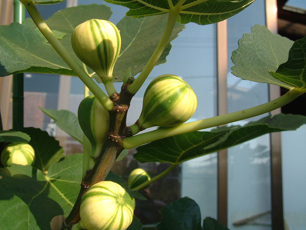 いちじく｜ポット苗] ゼブラスイート 挿し木 2年生苗 | 【モンベルジェ