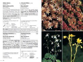 Flora Helvetica: Illustrierte Flora der Schweiz [Flora Helvetica