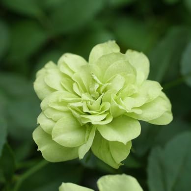 Amazon.co.jp: ミニバラ『グリーンアイス』9cmポット苗（四季咲き）【2