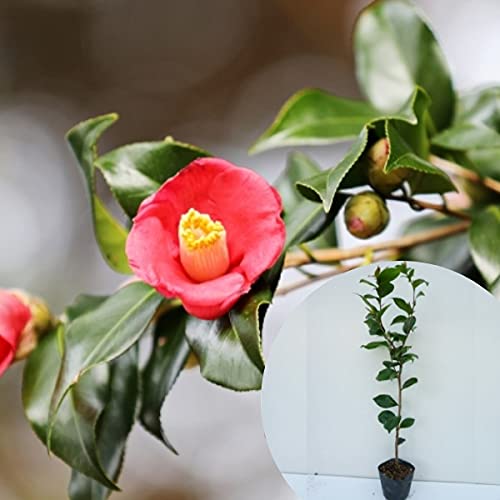 Amazon.co.jp: 苗/苗木 ヤブツバキ 樹高1.0m前後 15cmポット ツバキ 椿