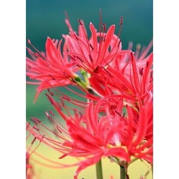 Amazon.co.jp: 【国産】「彼岸花球根 100球入」（ヒガンバナ・ひがんば