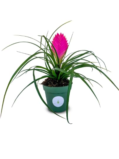 Amazon.com : Tillandsia Cyanea Pink Quill Air Plants House Plants