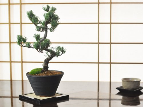 Amazon | 盆栽妙 風格ある五葉松 松の盆栽 幅22cm×樹高27cm | 盆栽