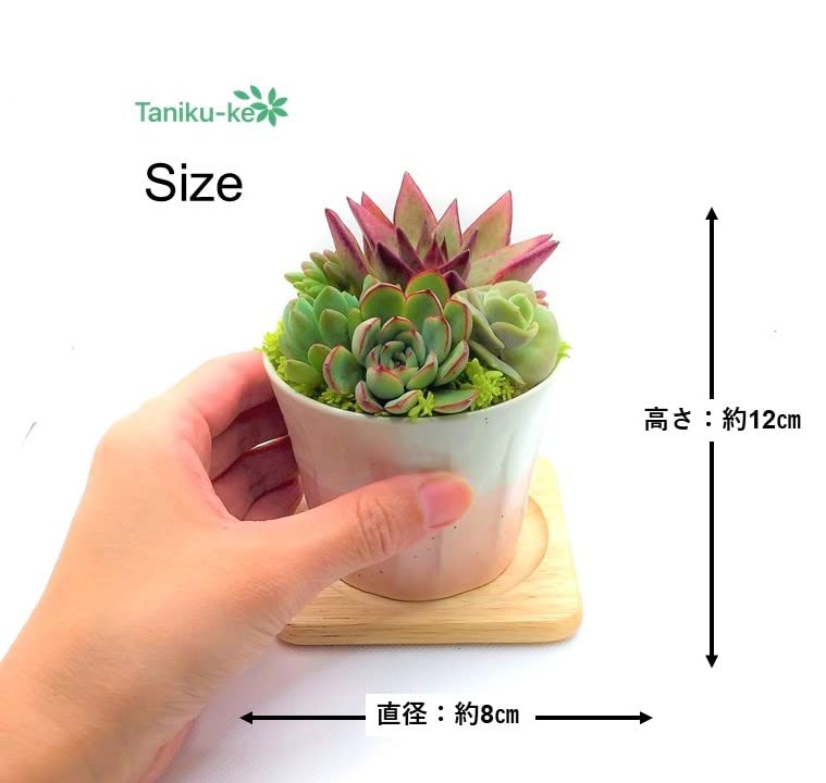 Amazon｜寄せ植え 多肉植物 そのまま飾れる寄せ植え 肉厚でプリプリの