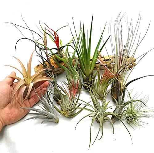 Amazon｜エアープランツ チランジア レギュラーサイズ アソート3種