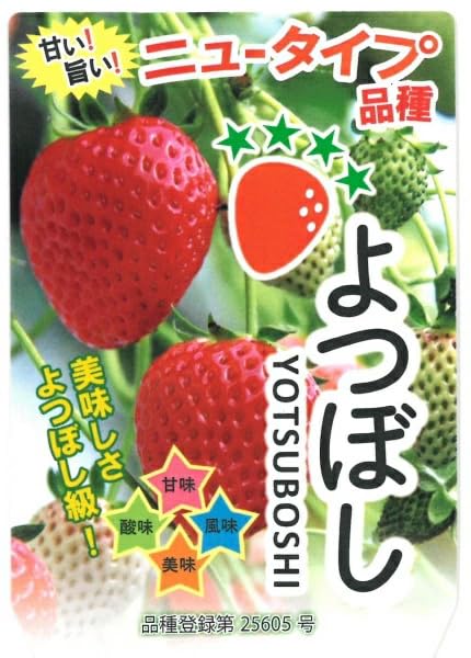 Amazon.co.jp: 種子繁殖型イチゴ【 よつぼし 】9cmポット苗／いちご