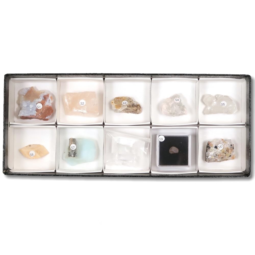 ライム】貝殻約220種類と標本箱4個 ライム】貝殻約220種類と